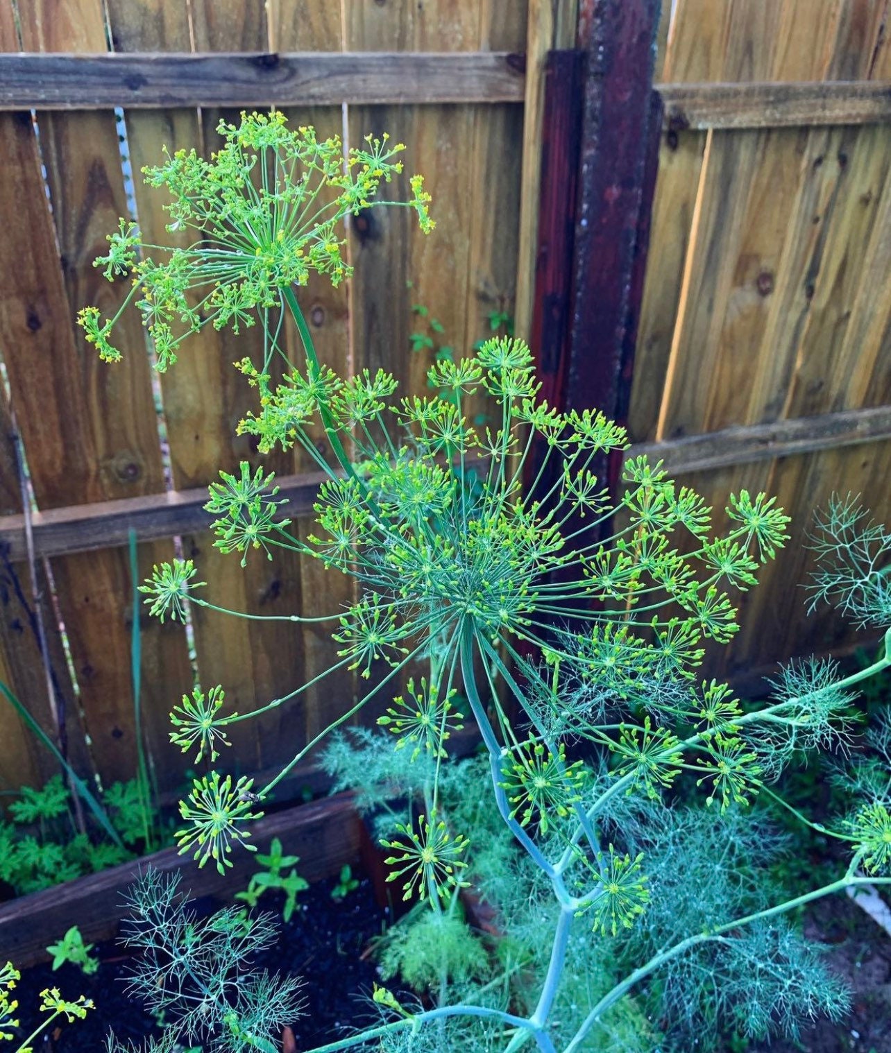Bouquet Dill Non-GMO Heirloom Seeds