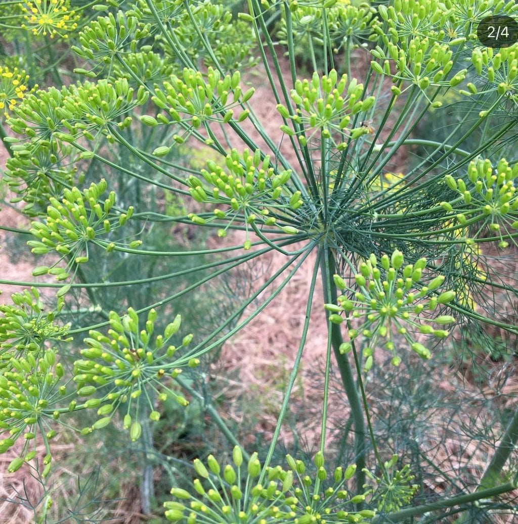 Bouquet Dill Non-GMO Heirloom Seeds