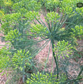 Bouquet Dill Non-GMO Heirloom Seeds