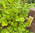 Slow Bolt (Organic) Cilantro Non-GMO Heirloom Seeds
