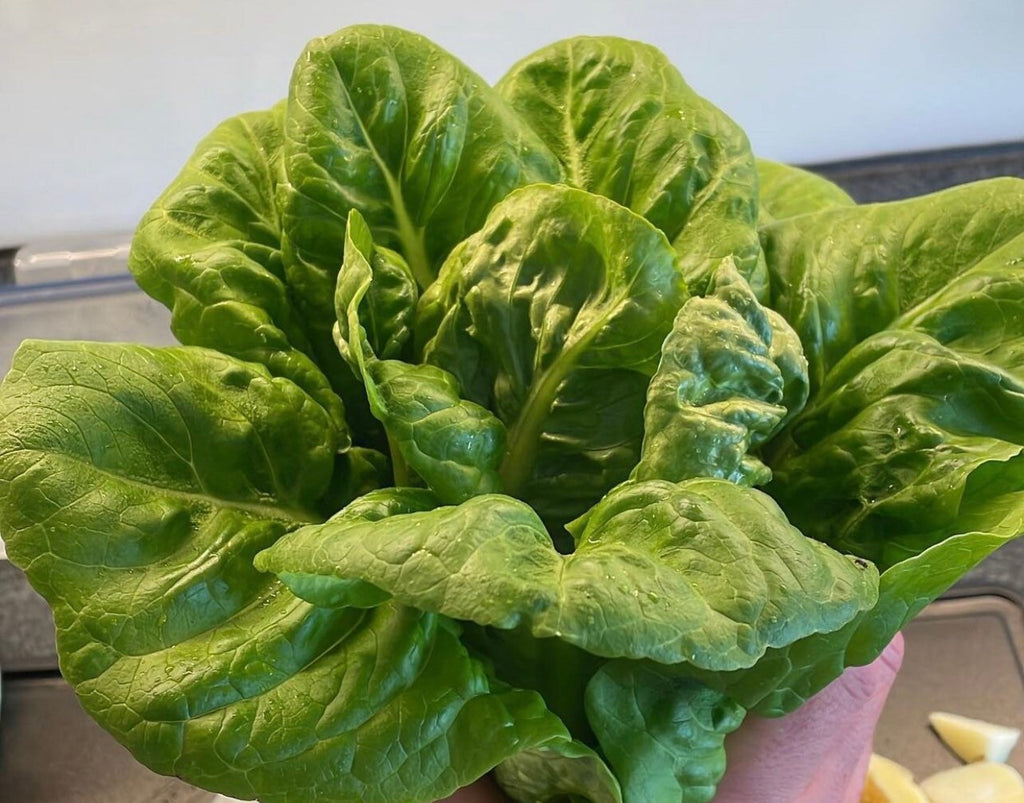 Little Gem Romaine Lettuce Heirloom Seeds