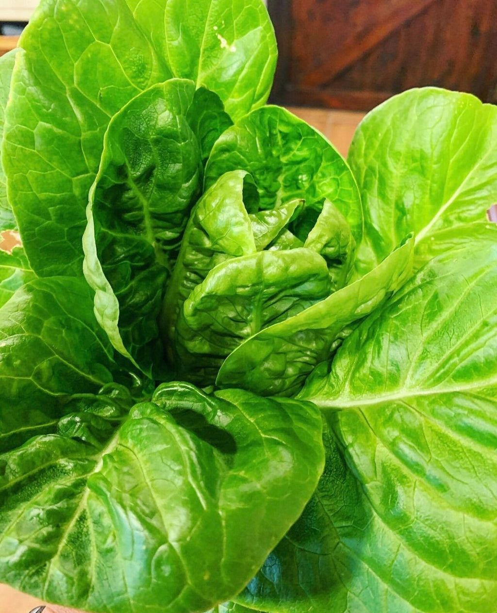 Little Gem Romaine Lettuce Heirloom Seeds
