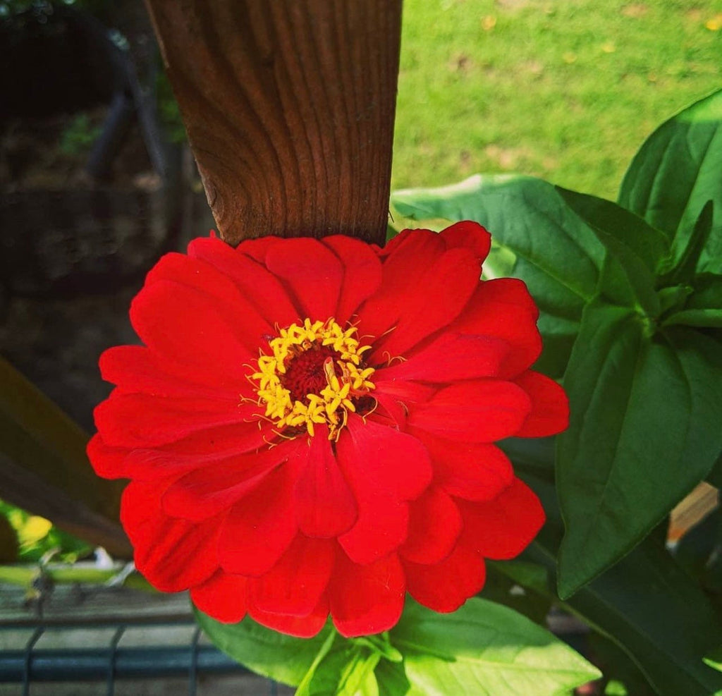 California Giant Zinnia Mix Heirloom Seed
