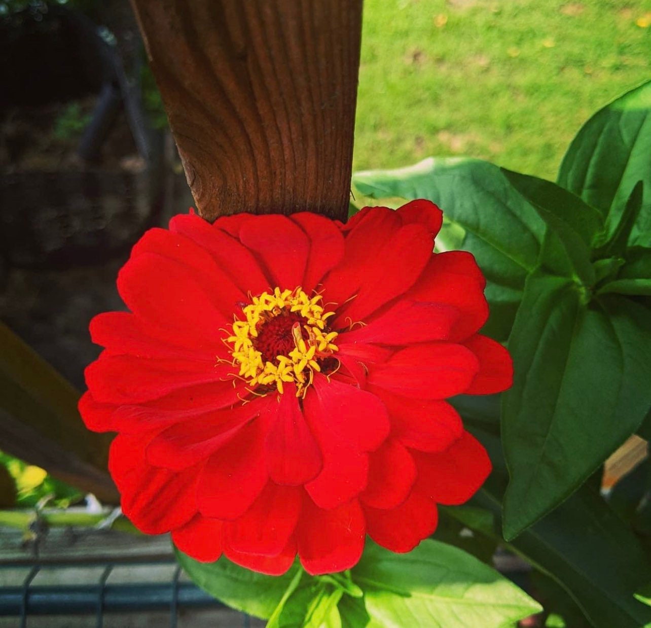 California Giant Zinnia Mix Heirloom Seed
