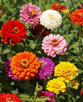 California Giant Zinnia Mix Heirloom Seed