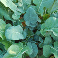 Georgia Southern Heirloom Collard Seeds