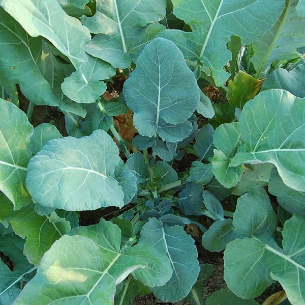 Georgia Southern Heirloom Collard Seeds