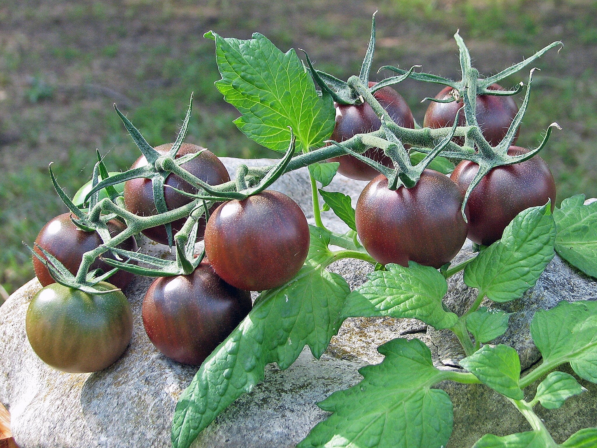 Chocolate Cherry Indeterminate Tomato Heirloom Seeds
