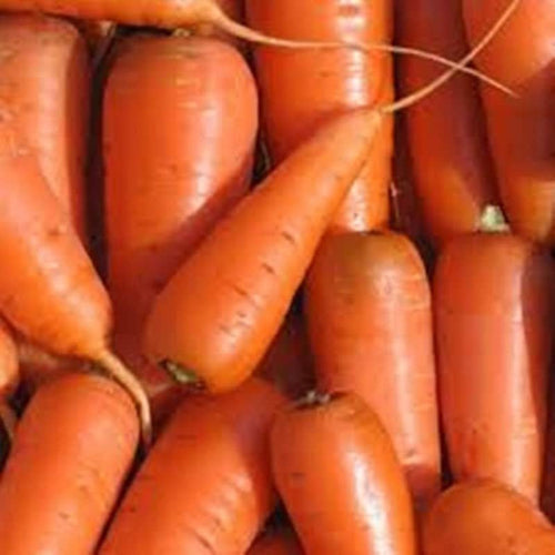Bambino Carrot Seeds