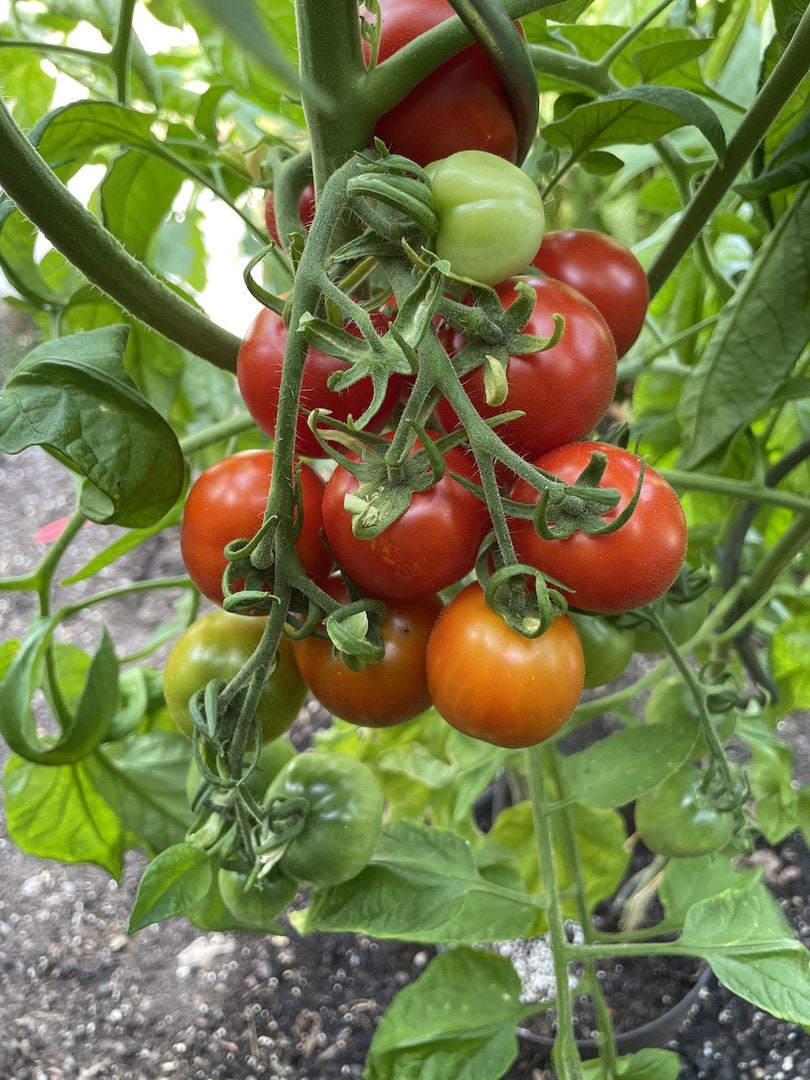 Quedlinburger Frühe Liebe Heirloom Tomato Seeds