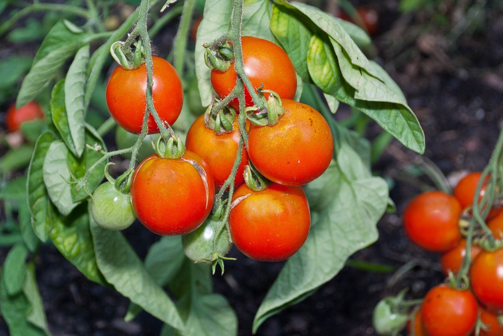 Quedlinburger Frühe Liebe Heirloom Tomato Seeds