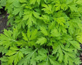 Yomigi Japanese Mugwort Seeds