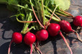 Crimson Giant Radish Heirloom Seeds