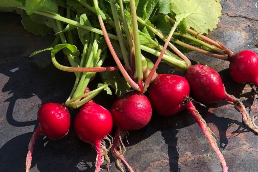 Crimson Giant Radish Heirloom Seeds