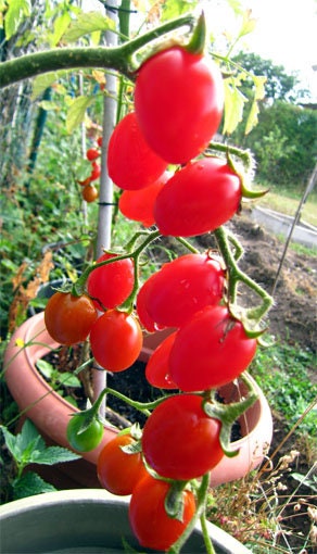 Quedlinburger Frühe Liebe Heirloom Tomato Seeds