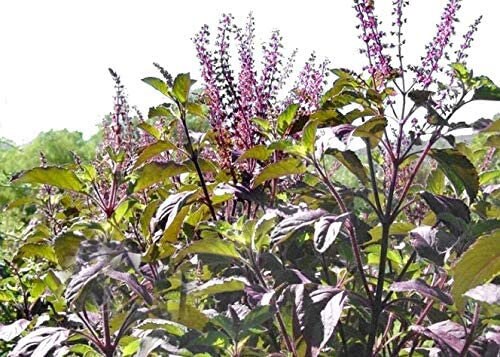 Red Leaf Holy Basil Heirloom Seeds