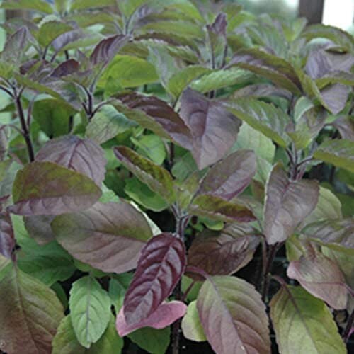Red Leaf Holy Basil Heirloom Seeds