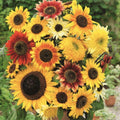 Mixed Sunflower Seeds