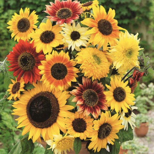 Mixed Sunflower Seeds