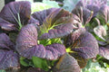 Osaka Purple Mustard Seeds