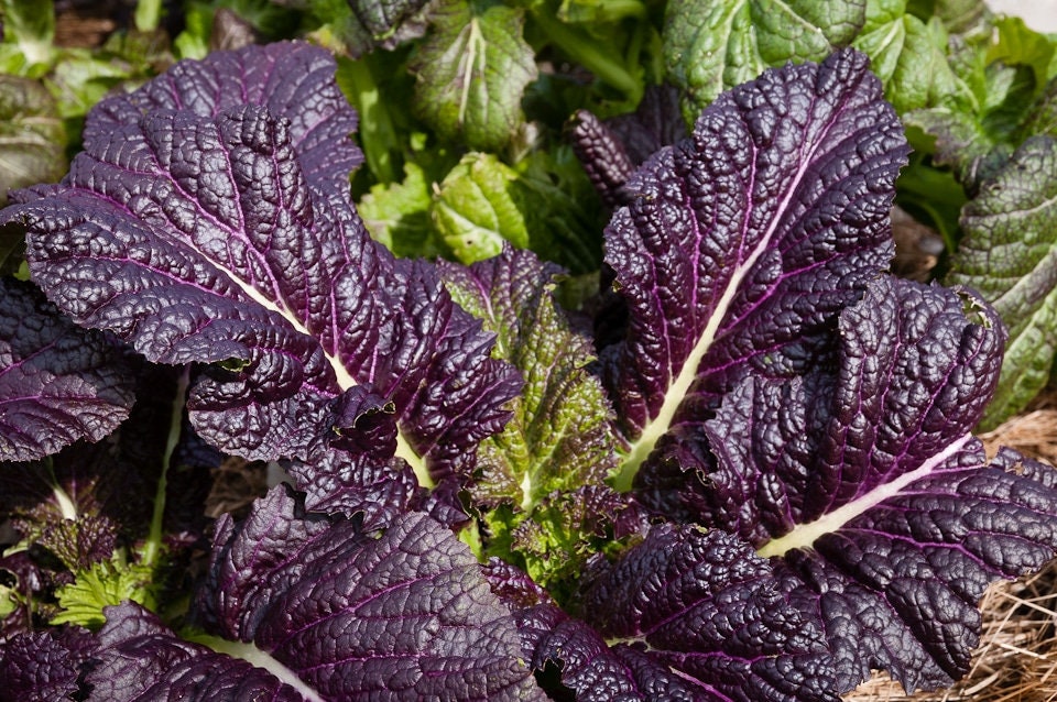 Osaka Purple Mustard Seeds