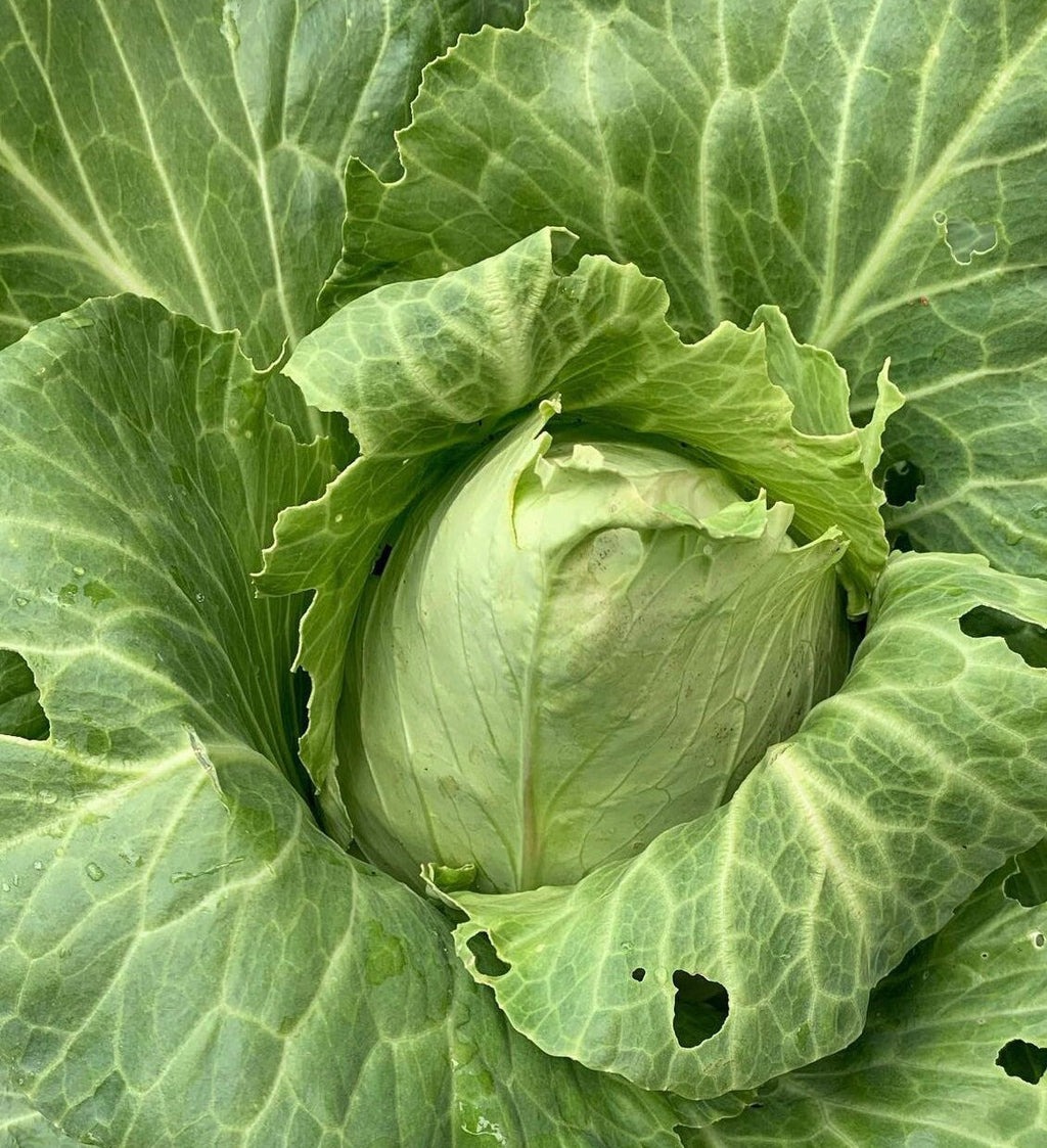 Early Jersey Wakefield Cabbage Seeds