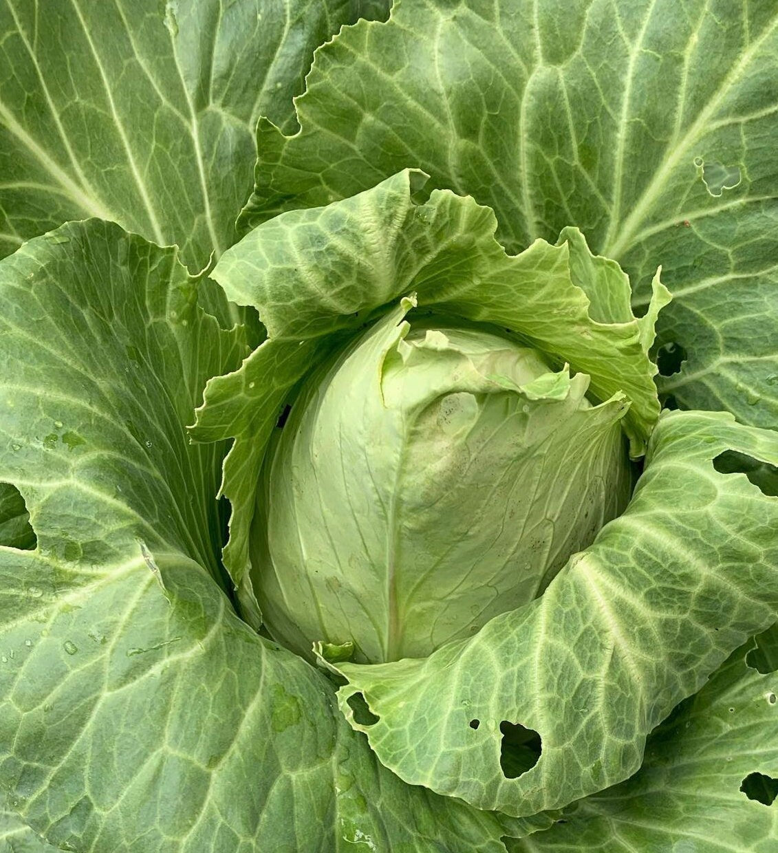 Early Jersey Wakefield Cabbage Seeds
