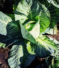 Early Jersey Wakefield Cabbage Seeds