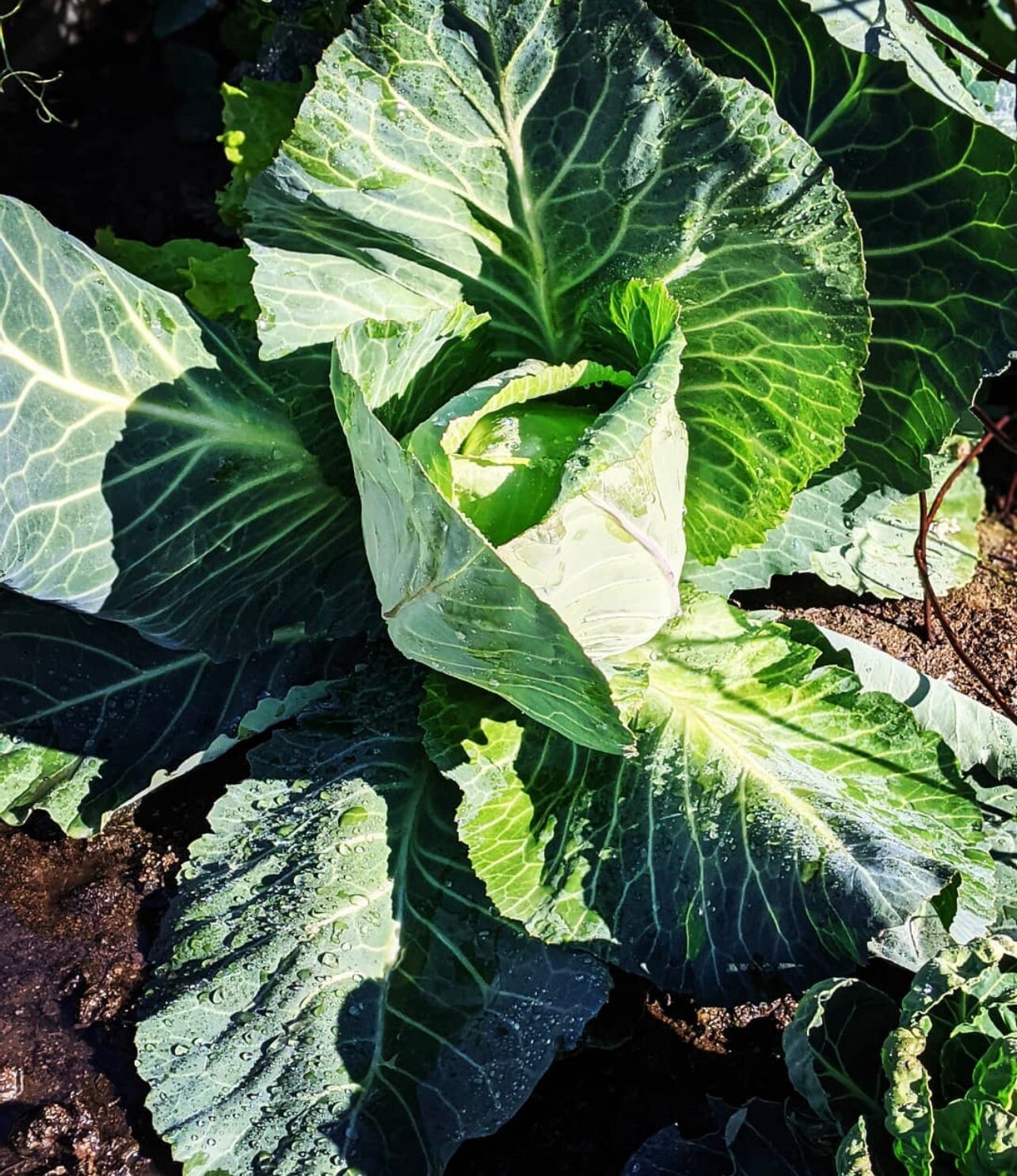 Early Jersey Wakefield Cabbage Seeds