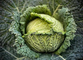Savoy Perfection Cabbage Seeds