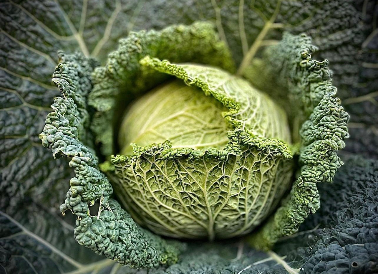 Savoy Perfection Cabbage Seeds