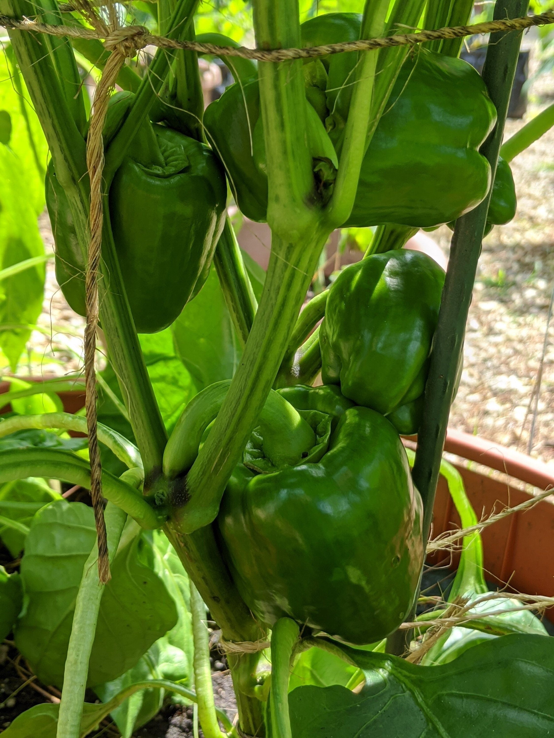 Tender Bell F1 Sweet Pepper Seeds