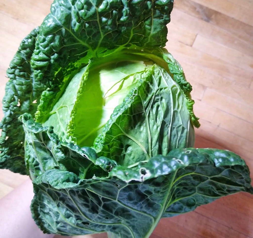Savoy Perfection Cabbage Seeds