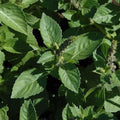 Sacred Basil Organic Seeds