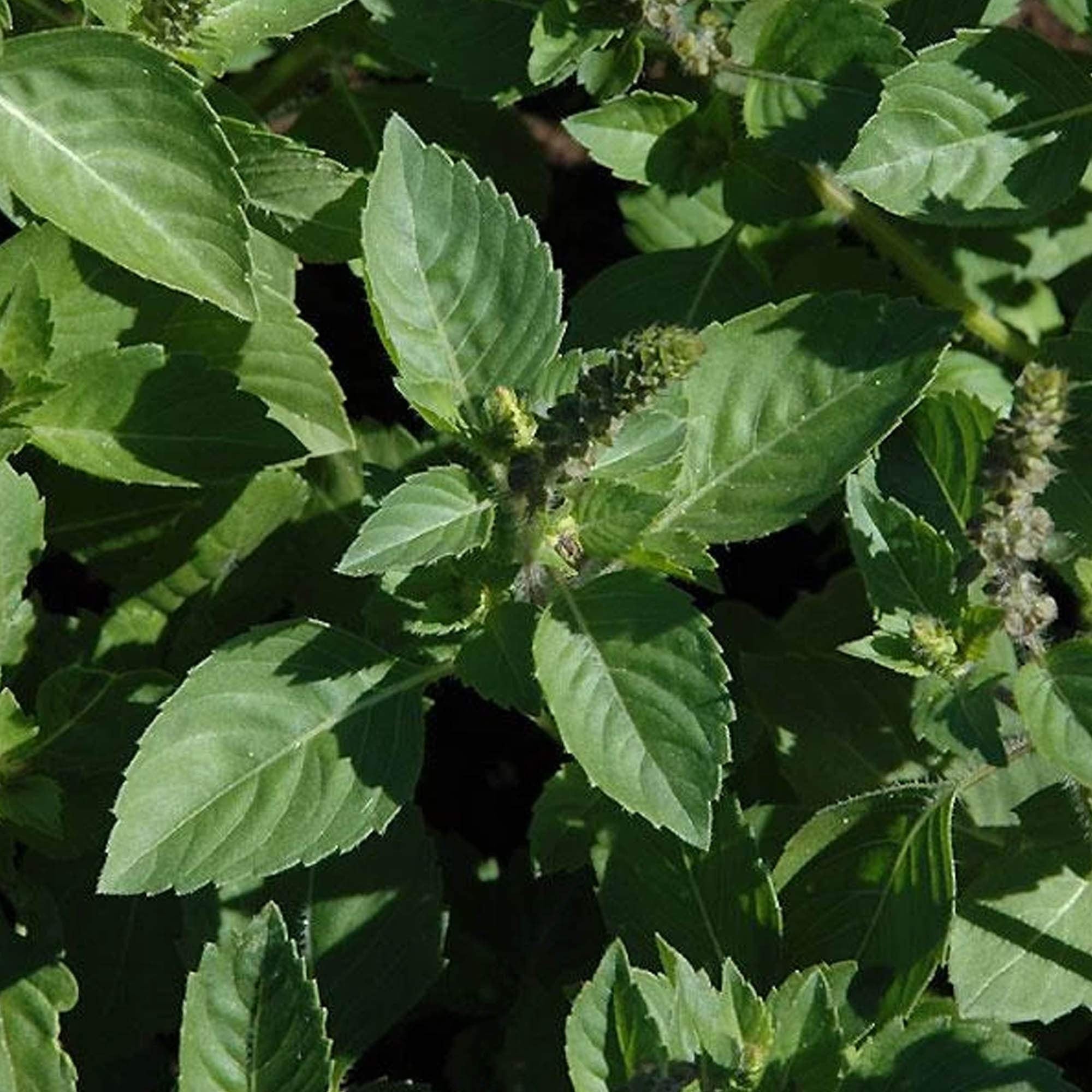 Sacred Basil Organic Seeds