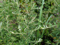Yomogi Japanese Mugwort Live Plant