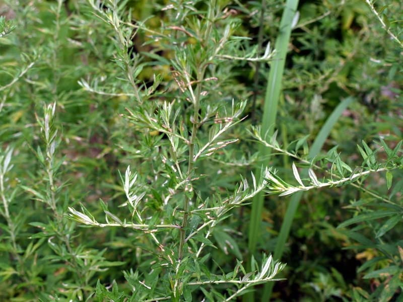 Yomogi Japanese Mugwort Live Plant