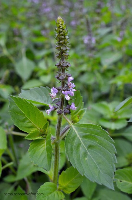 Sacred Basil Organic Seeds