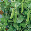 Patio Pride AAS Organic Pea Seeds