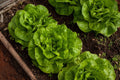 Summer Bibb Heirloom Lettuce Seeds
