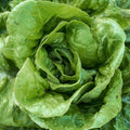 Way-A-Head Butterhead Heirloom Lettuce Seeds