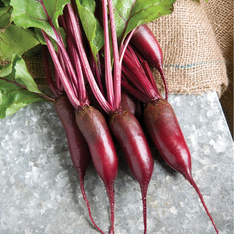 Cylindra Beet  Heirloom Seeds