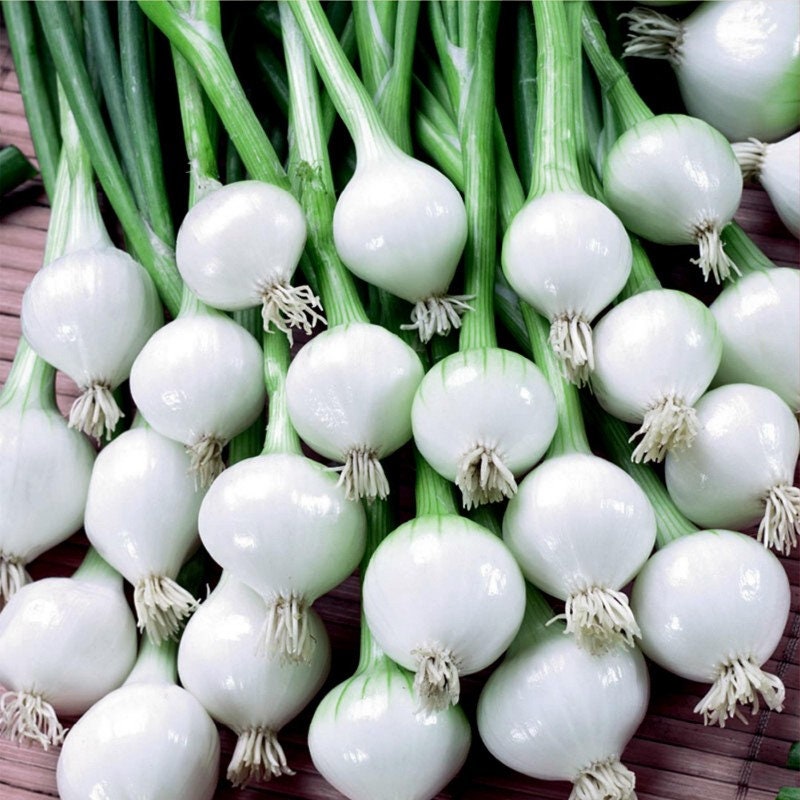 Barletta Pickling Onion Heirloom Seeds