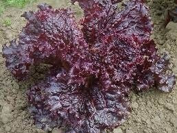 Ruby Red Leaf Lettuce Seeds