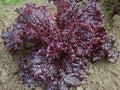 Ruby Red Leaf Lettuce Seeds