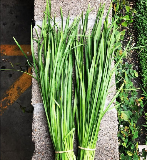 Chinese Leeks/Garlic Chives Seeds