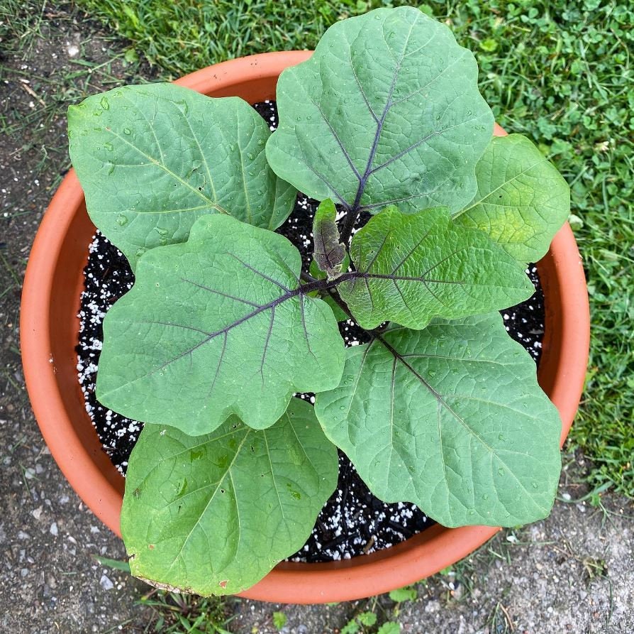 Round Purple Eggplant Seeds