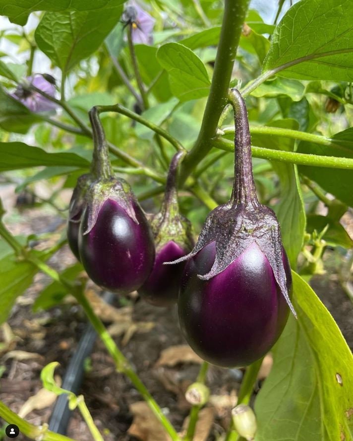 Round Purple Eggplant Seeds