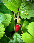 Alexandria Strawberry Seeds