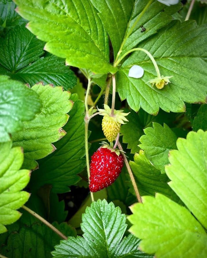 Alexandria Strawberry Seeds